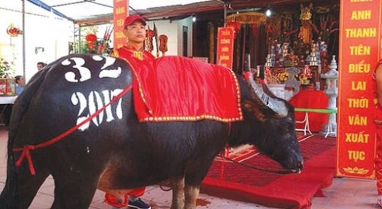 Choi-trau-than-tich-ca-kinh