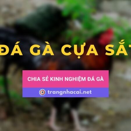 Chia sẻ kinh nghiệm chinh chiến đá gà cựa sắt