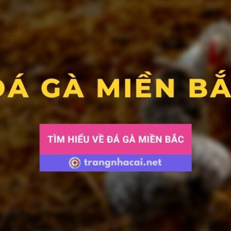 Luật chơi đá gà Miền Bắc như thế nào?