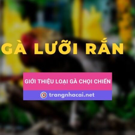 Giới thiệu về gà chọi lưỡi rắn