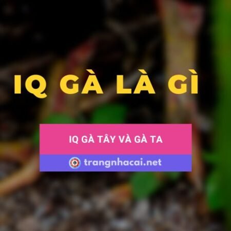 IQ gà là gì? Chỉ số IQ gà tây và gà ta