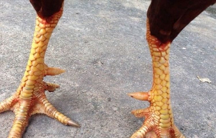 cach-nhin-chan-ga-choi-dep-2