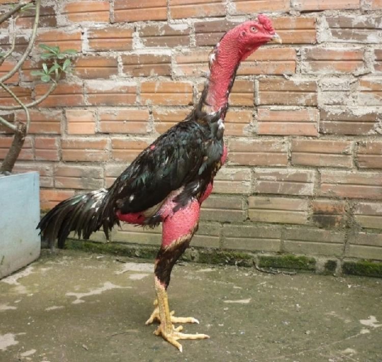 cach-nhin-chan-ga-choi-dep-3