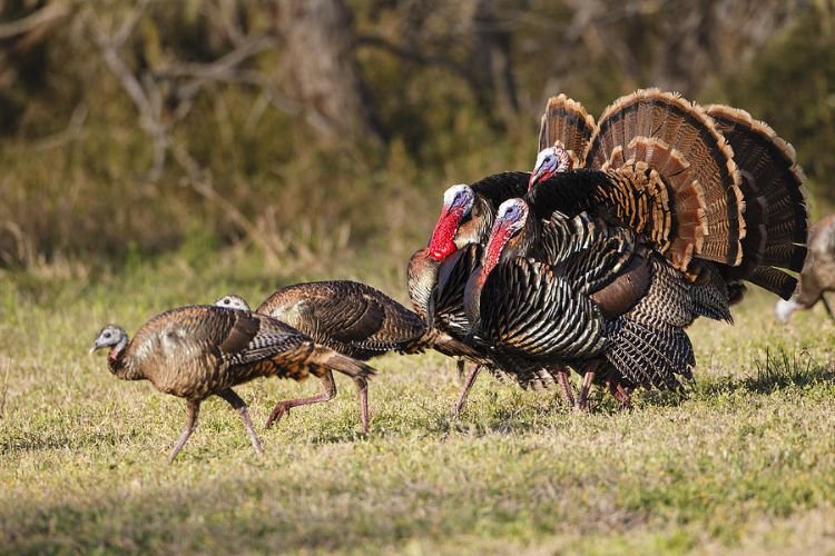 chi-so-iq-ga-tay-va-ga-ta-2