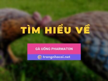 Cách cho gà uống pharmaton đúng cách