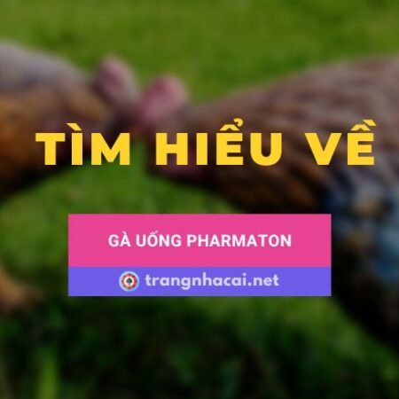 Cách cho gà uống pharmaton đúng cách