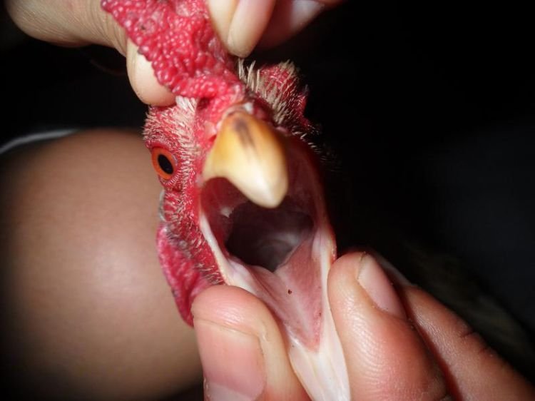 gioi-thieu-ve-ga-choi-luoi-ran-1