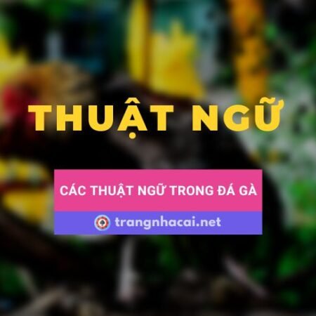 Tìm hiểu về một số thuật ngữ trong đá gà cơ bản