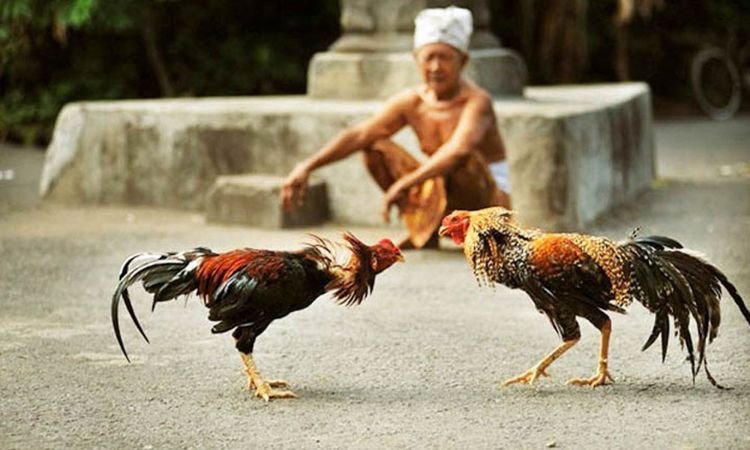 truong-ga-lon-tai-viet-nam-2