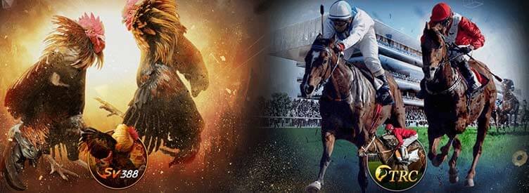 789bet-danh-gia-da-ga-dua-ngua