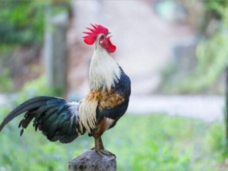 Ảnh đá gà đẹp – Hình ảnh gà chọi đẹp nhất