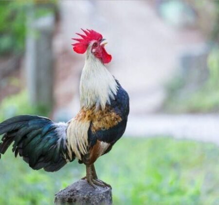 Ảnh đá gà đẹp – Hình ảnh gà chọi đẹp nhất