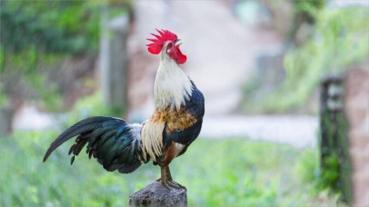 ảnh gà chọi đẹp mới nhất