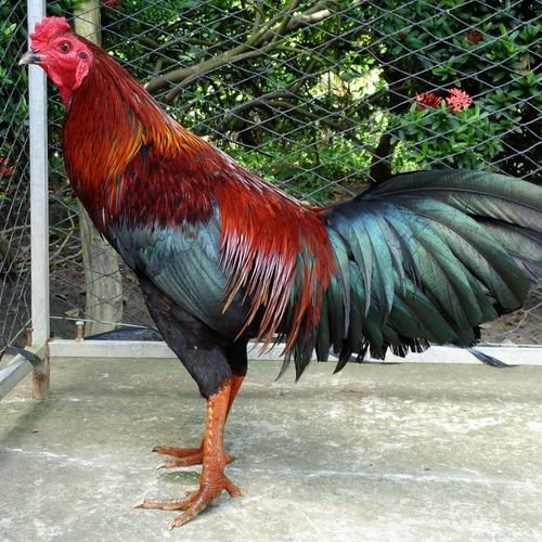 hinh-ga-choi-6