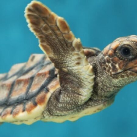 Giải mã giấc mơ: Con rùa số mấy trong lô đề để làm giàu