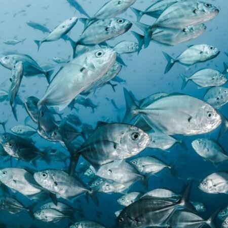 Giải mã giấc mơ: Nằm mơ thấy cá đánh con gì?